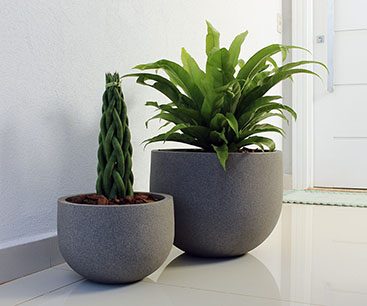 Francis - Combo