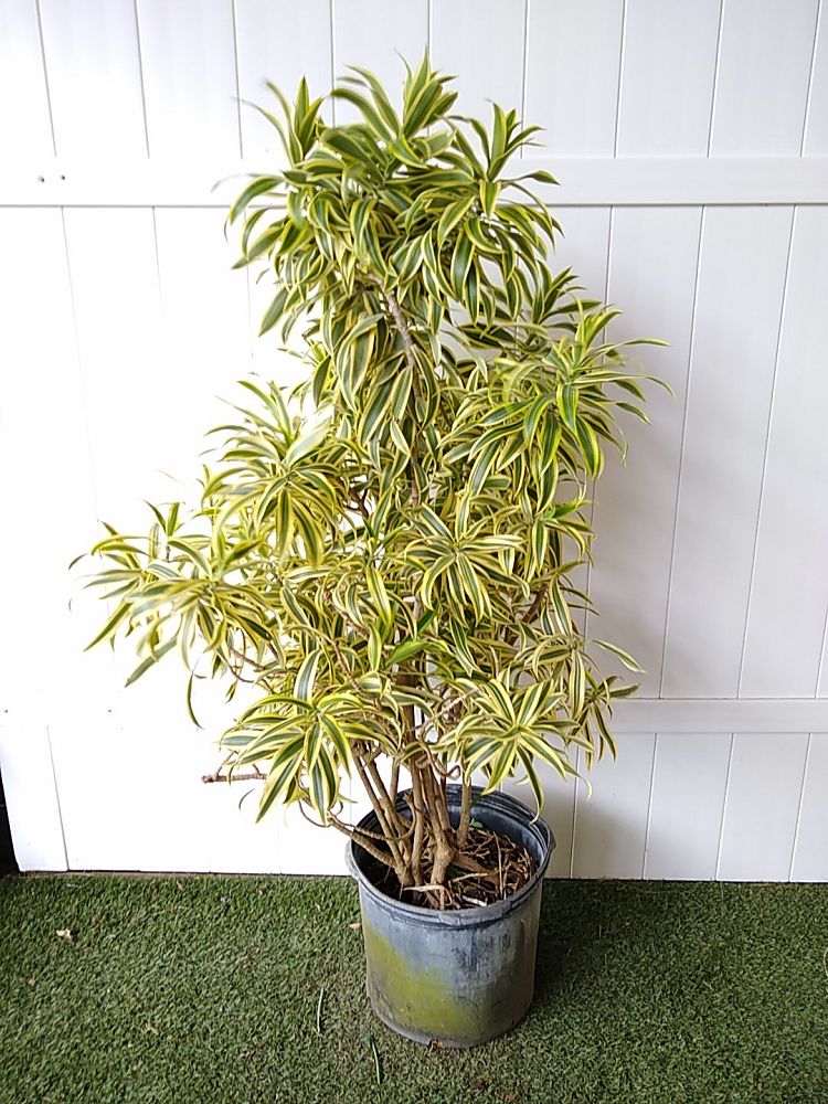 Pleomele Variegata