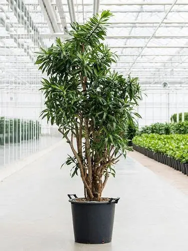 Pleomele Verde