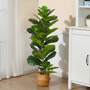 Ficus Lyrata