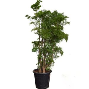 Arvore da Felicidade