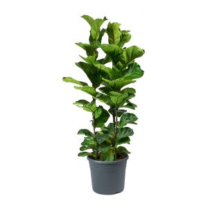 Ficus Bambino